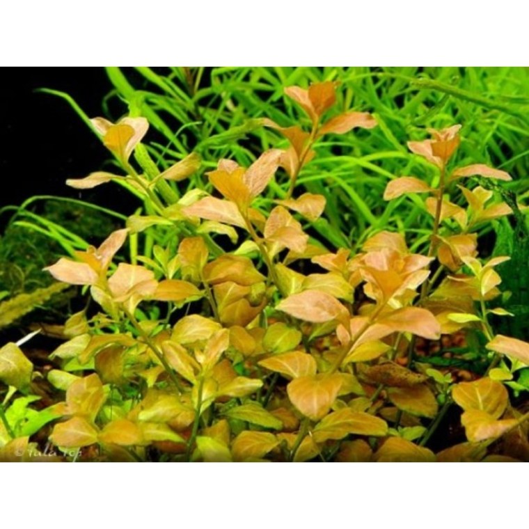 Людвигия Овалис Пинк