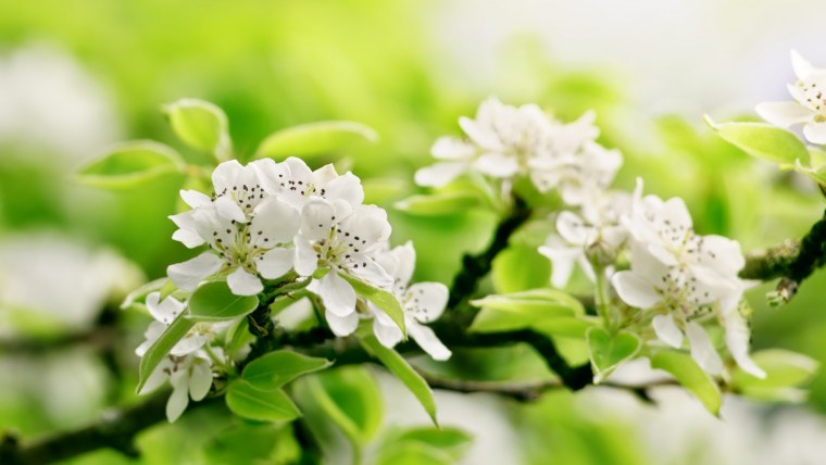 Белые цветы