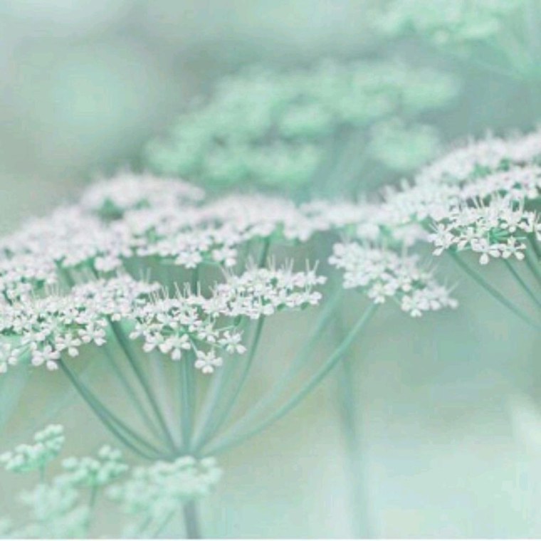 Мятный цвет в природе