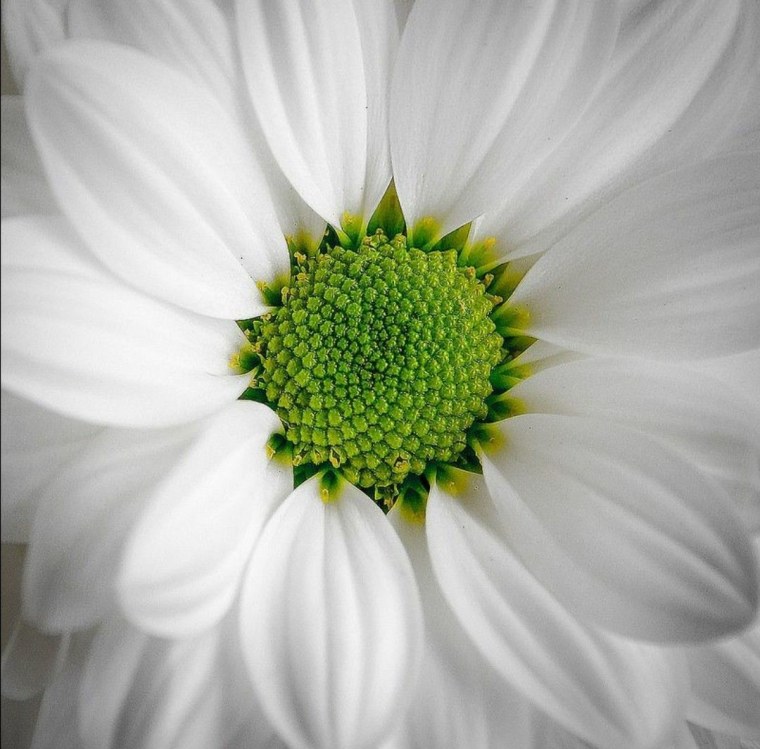 Белый цветок с зеленой серединкой