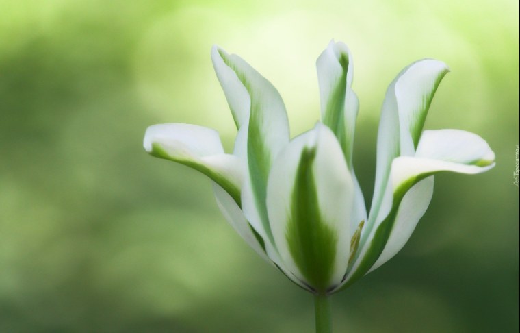 Бело зеленые цветы