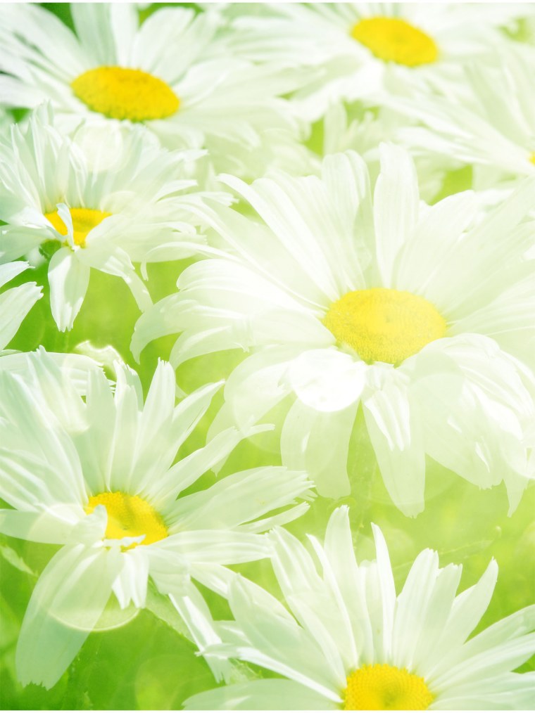 Фон ромашки