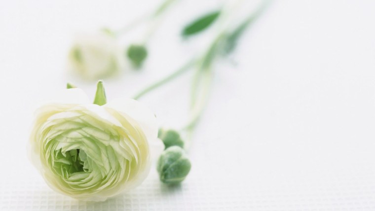 Нежные зеленые цветы