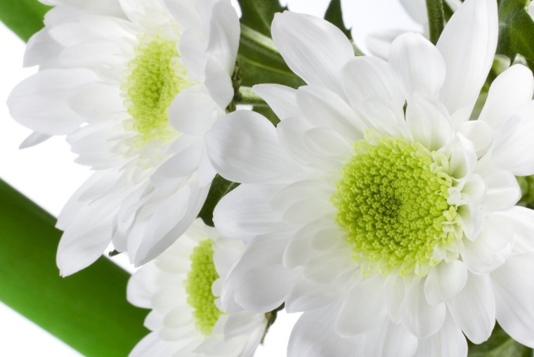Хризантемы белые с зеленой серединкой