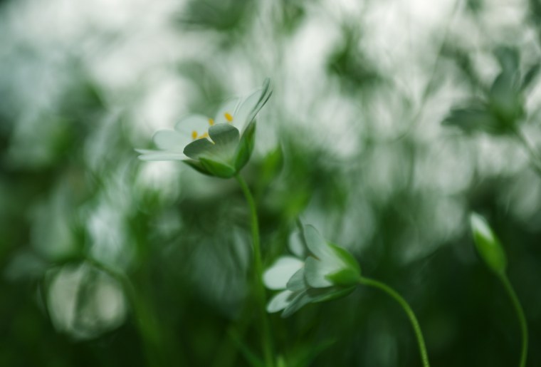 Зелень цветы