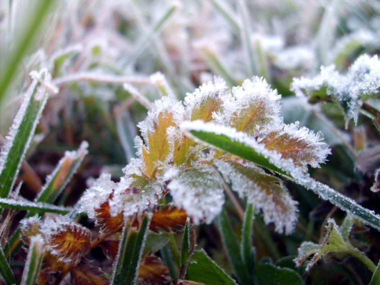 Первые заморозки фото
