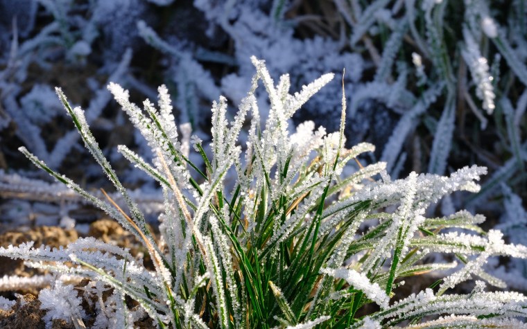 Растения в инее