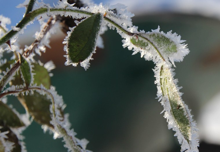 Морозоустойчивые растения