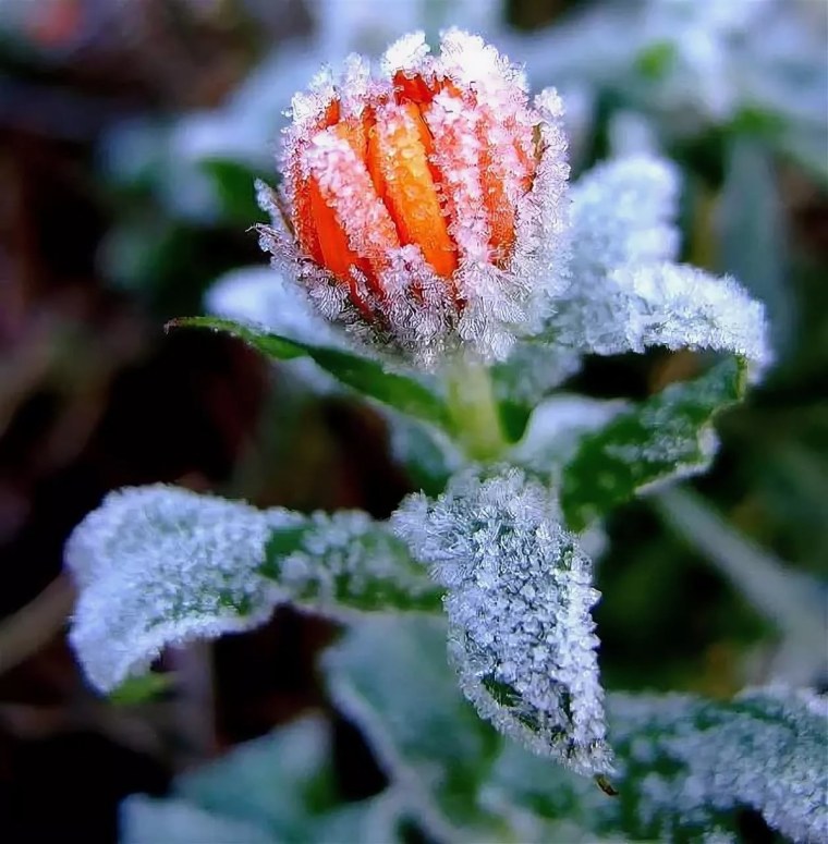 Зимние цветы