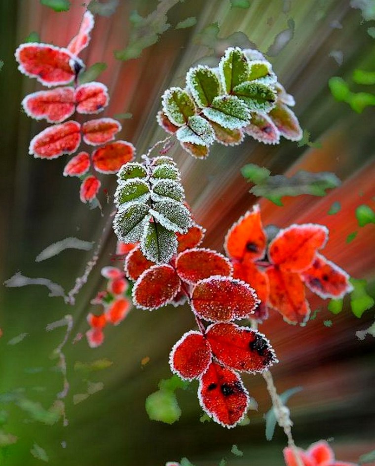 Листья в инее