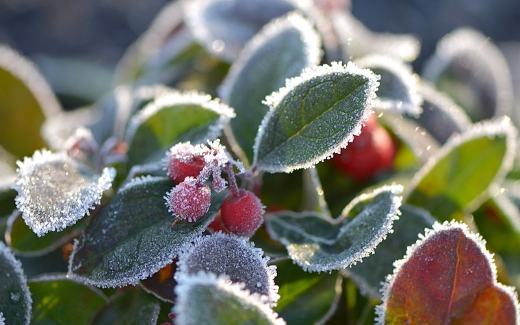 Морозные ягоды