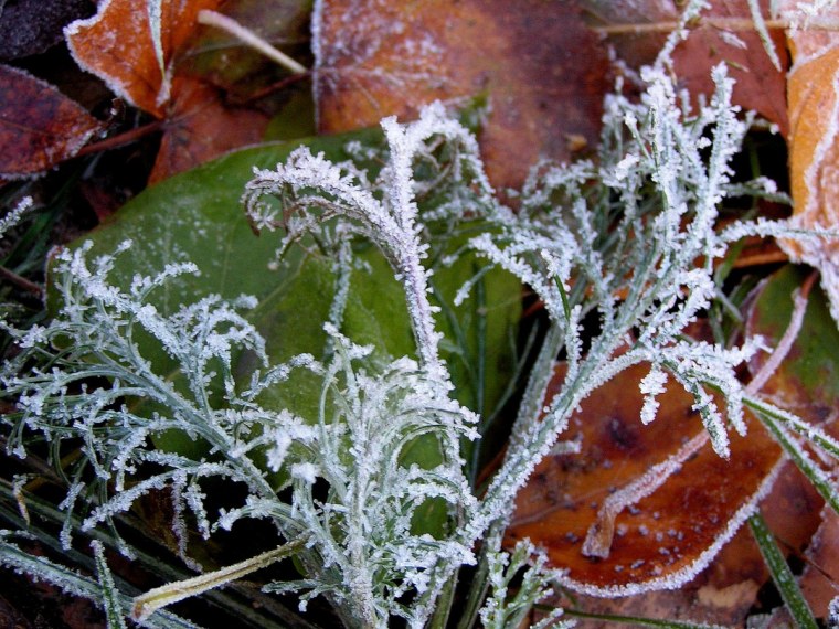 Адвективные заморозки