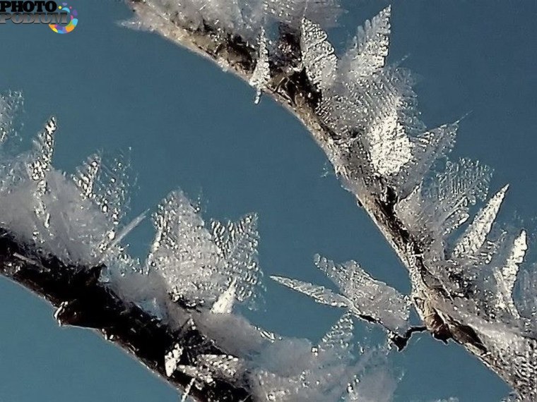 Ледяные деревья
