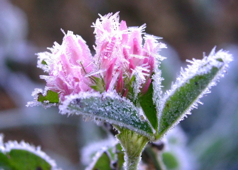 Цветы в инее