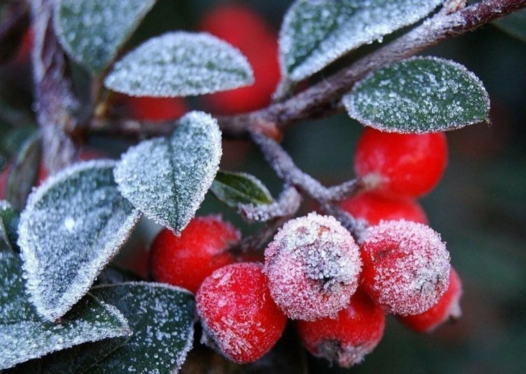 Ягоды в снегу