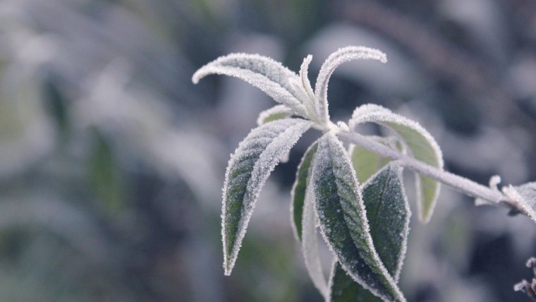 Изморозь на растениях