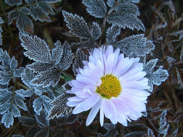 Хризантема Снежная Королева