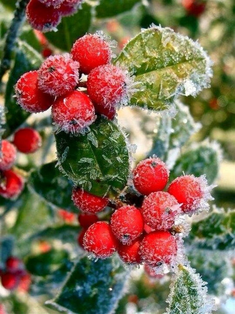 Зимние цветы