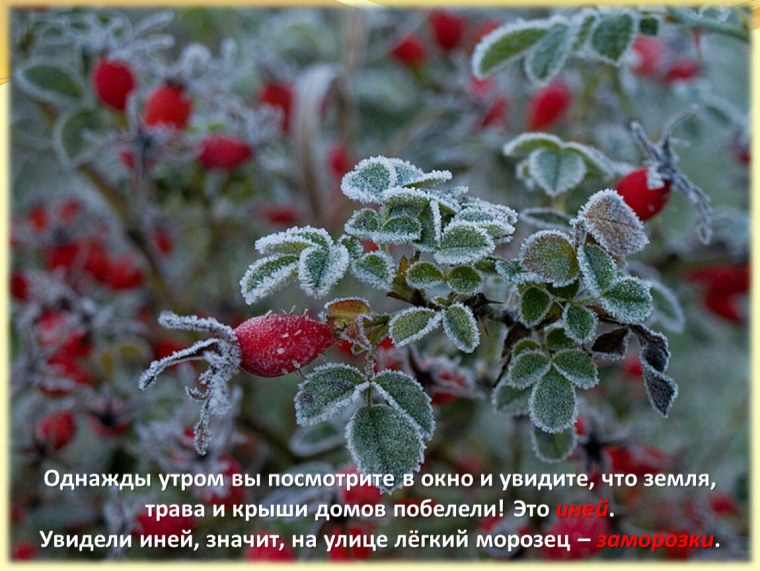 Первые заморозки