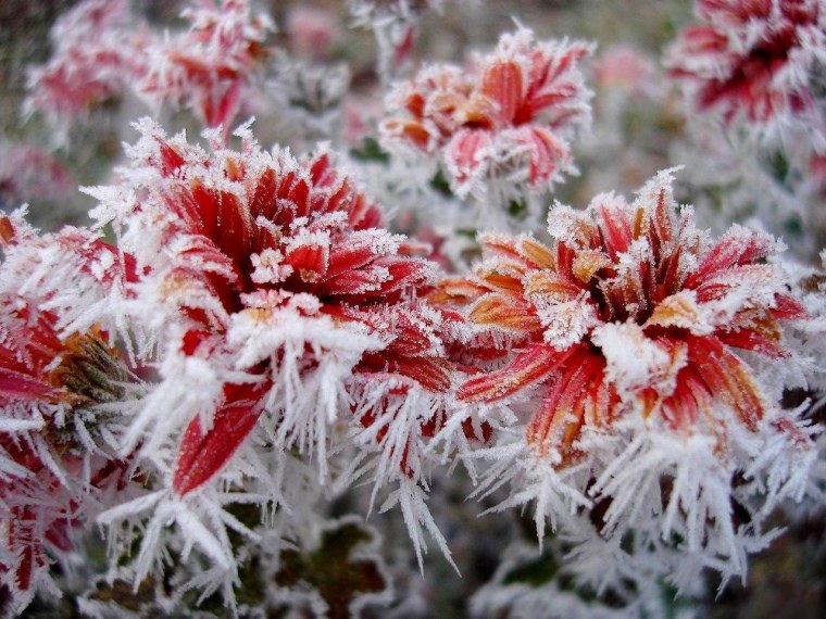 Морозные цветы