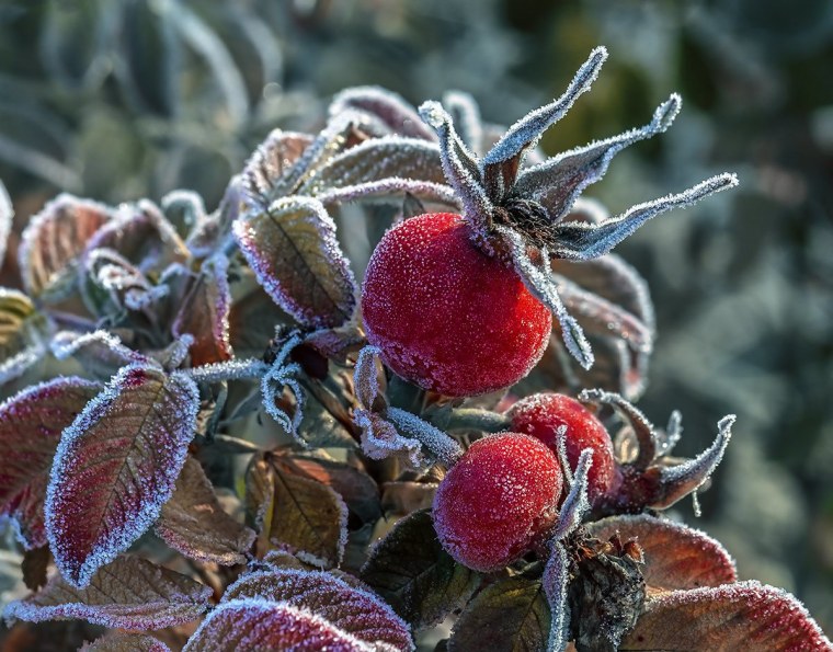 Ягоды в инее