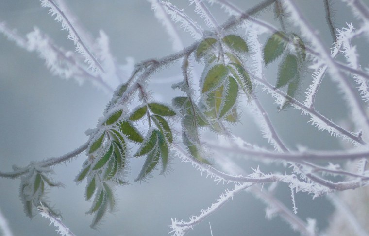Веточки в инее