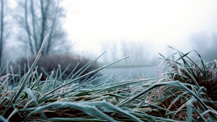 Замерзшая трава