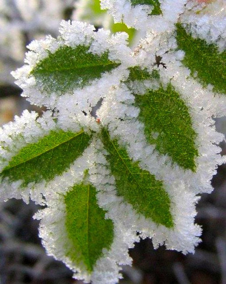 Листья в снегу