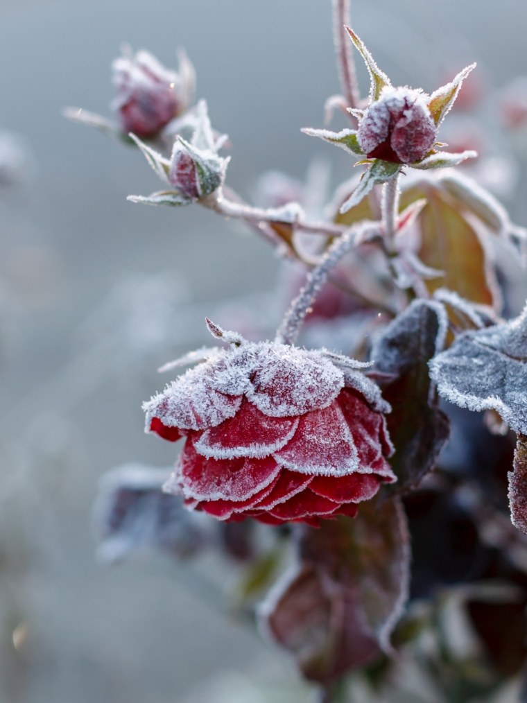 Осенние заморозки