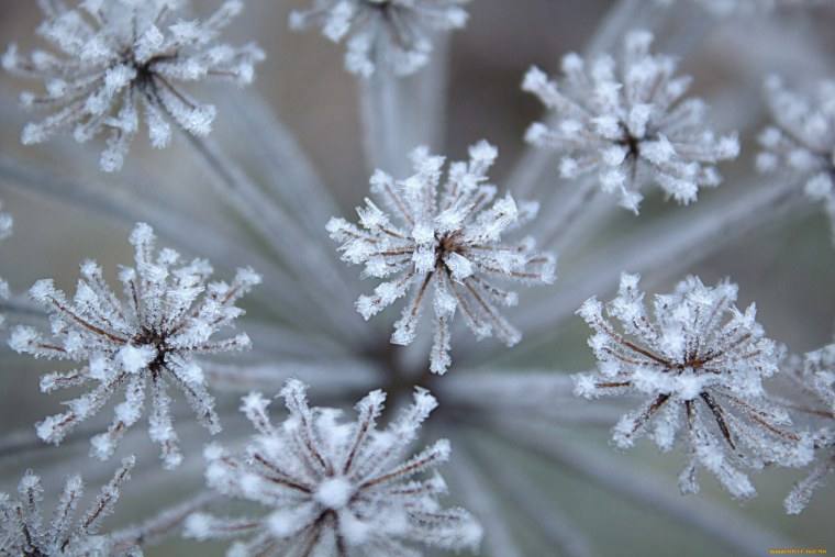 Макросъёмка иней