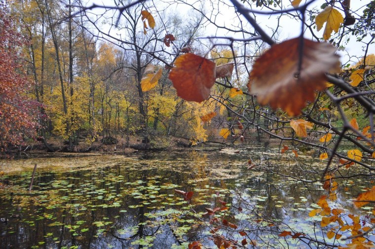 Осень очей очарованье
