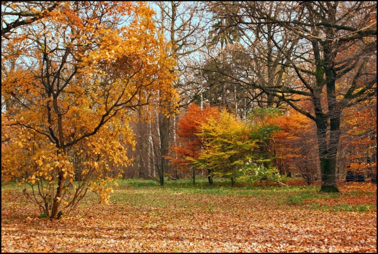 Очарование осени