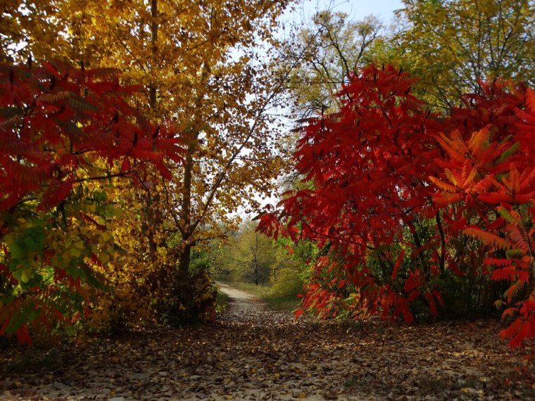 Золотая осень очей очарованье