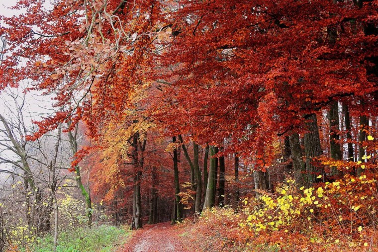 Осень очей очарованье