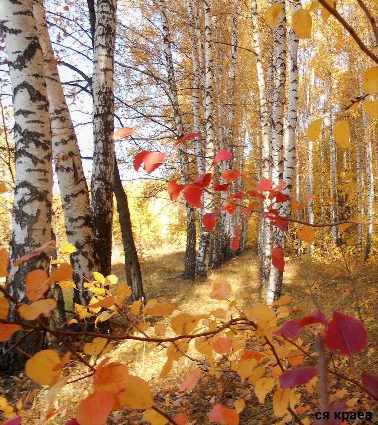 Природы увяданье в багрец и золото одетые леса