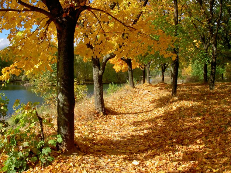 «Осенняя пора! Вещей очарованье!»