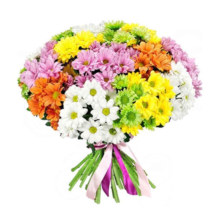 Хризантема Сантини