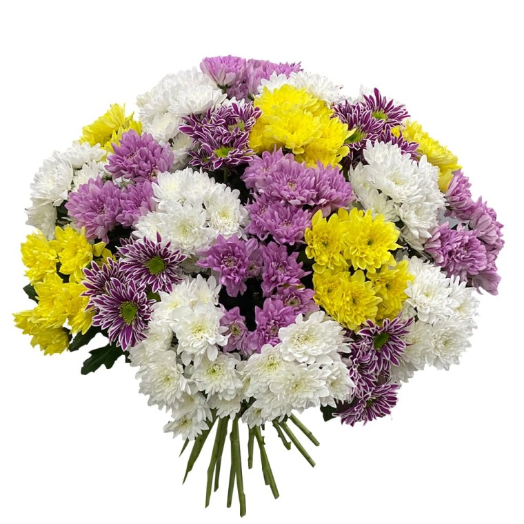 Хризантема кустовая Мосцветторг