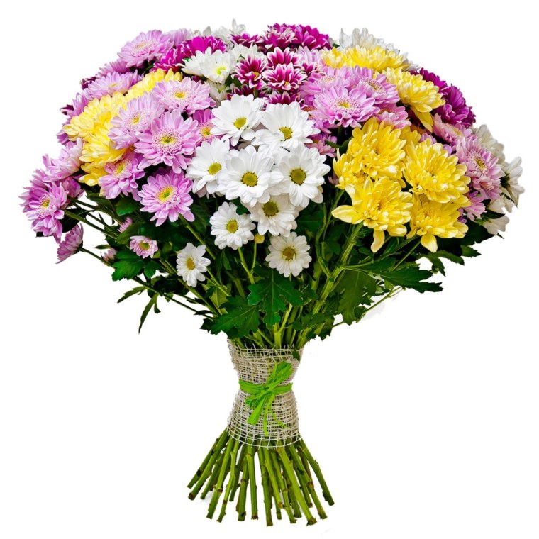 Беккер Хризантема кустовая