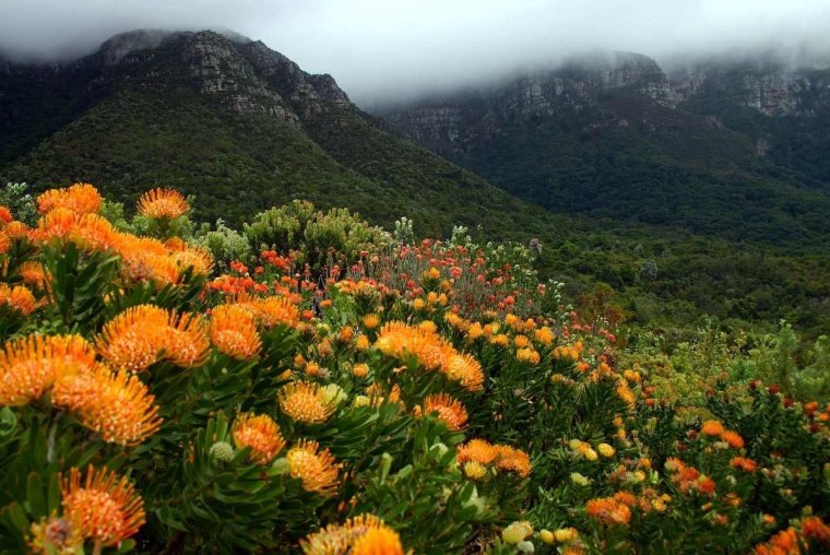 Флора Чили растения