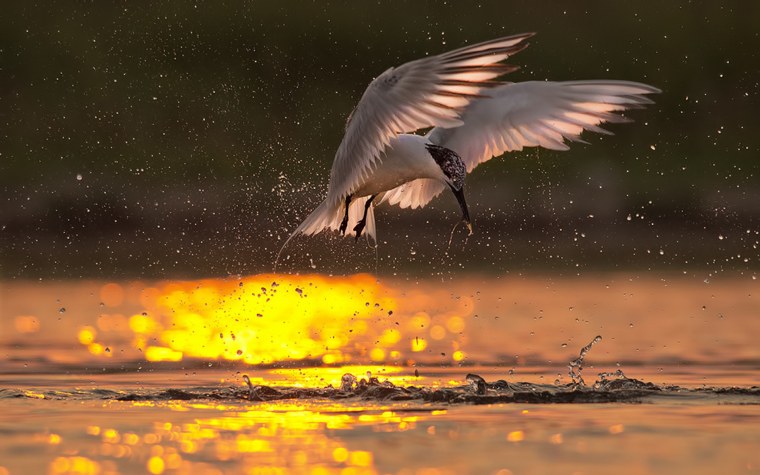 Скажи мне, птица