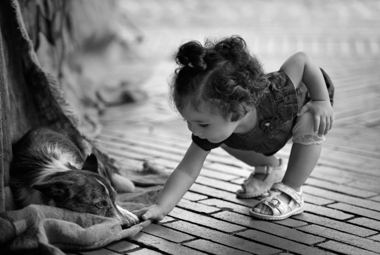 Сострадание к животным