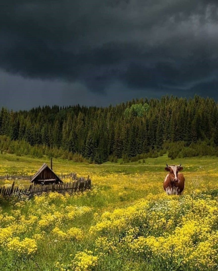 Деревенские пейзажи природы
