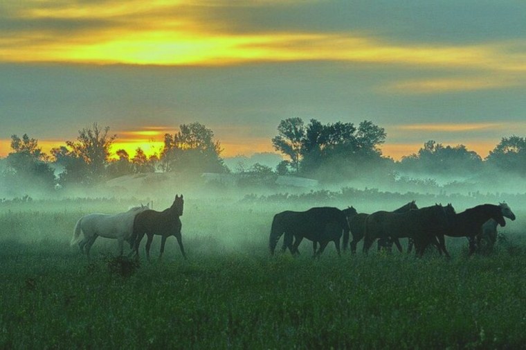 Ночное Выпас лошадей