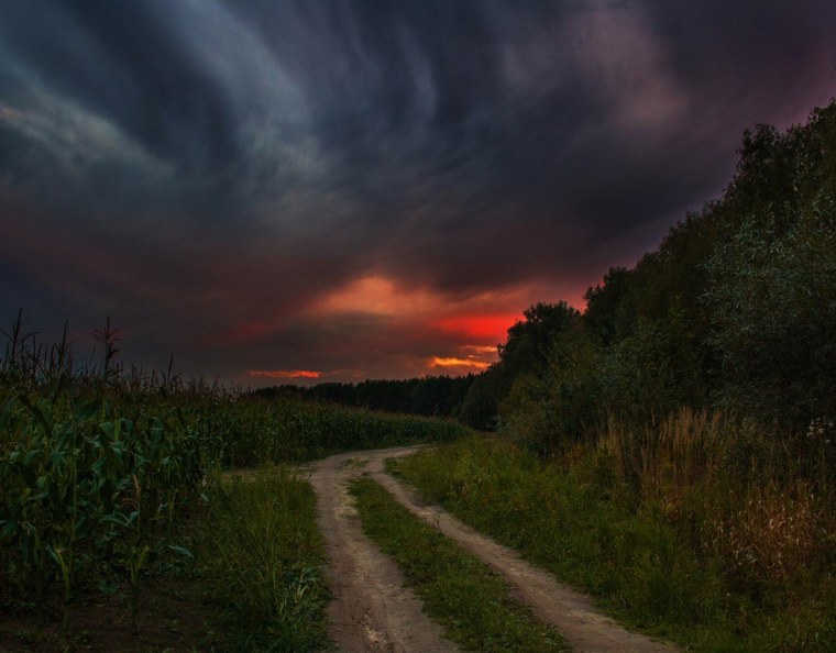 Лес перед грозой