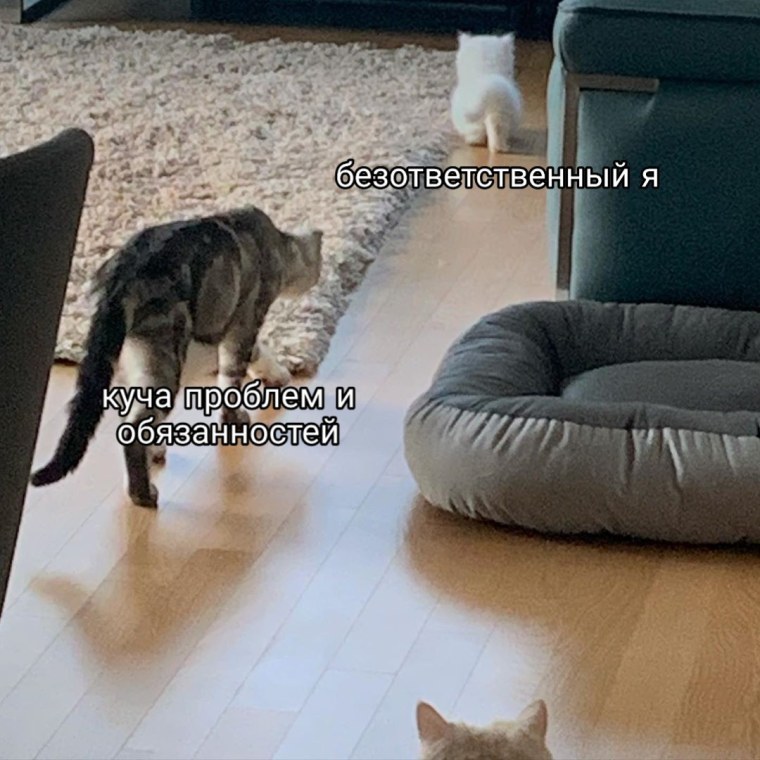 Безответственный кот