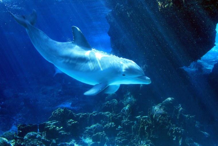 Красивые дельфины