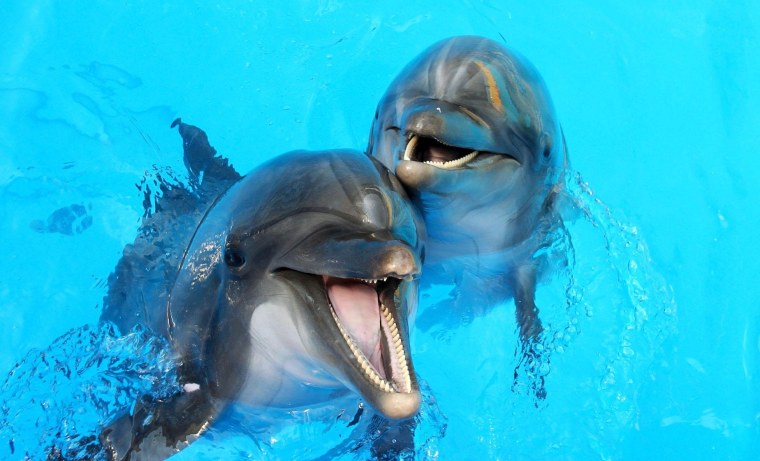 Дельфины картинки