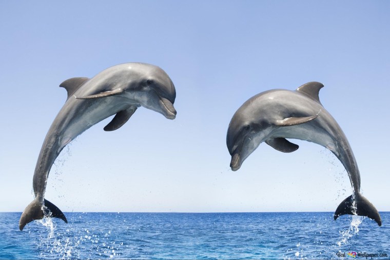 Бутылконосые дельфины
