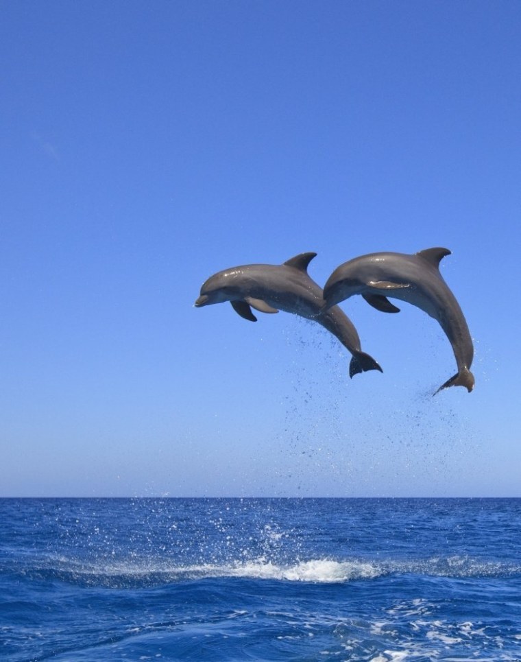 Дельфины в море